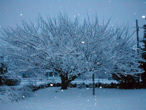 Tree in winter